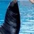 Funny Smart Cute Sea Lion Show
