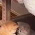 Watch The Beauty Of Anggora Cats Shorts Video Subscribe Angora Cats