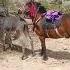 Funniest Donkey Ever Donkey Training The Fun Way 2312