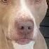 Skeletal Pittie Experiences Love For The First Time The Dodo