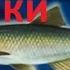 Диалоги о рыбалке 131 Крупная уклейка на удочку
