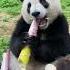 PANDA MUKBANG47 The Giant Panda Can T Wait To Eat Bamboo Shoot Even A Second 熊猫吃笋有多快 多一秒都耽误她干饭