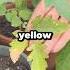 Why Are Your Tomato Plant Leaves Turning Yellow Shorts