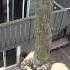 Tip Tying Arborist Rigging Techniques