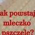 Jak Powstaje Mleczko Pszczele PolskiMiodek Mleczkopszczele Miód