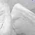 Crazy The Barn Owl Pigeon Killer The WILD Barn Owl Pigeon Saga Continues With Predation