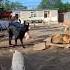 Who S The Real Boss King Charles Dog Viralvideo Animalshorts Dog