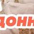 Молочная ферма КозаДонна Зааненская порода коз