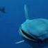 Did You Know That Shipwrecks Can Be Home To Remora Animals Friendship Us