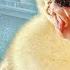 My Goose S Disabled Son