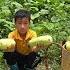Highland Boy Khai Harvesting Melons To Sell Taking Care Of Chickens And Pigeons New Life