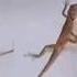 1 2 3 Start Lizard Funny Video Funniest Video Ever Shorts Funnyshorts