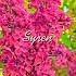 Syren Shorts Flowers Syren Olivialobato Viralvideo