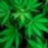 Dr Dre And VS JJ Still Dre Hype Jones Love Pussy Kush Mix