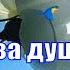 Доброго Утра Жизнь Прекрасна Песня за Душу Берет Обязательно Послушайте