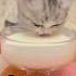 Можно ли кошках давать молоко Cat Catsfacts