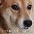 Catch Me If You Can Mr Holmes Dog Cute Fyp