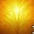 Tree Of Life Etz Hayim Tiferet Beauty Harmony