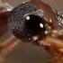Bull Ant Vs Redback Spider MONSTER BUG WARS