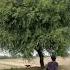 Hunting For Crow Farmer Farming Hunting Crow Hunter