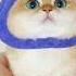 Poppy Calling Ringtone Calling Cat Cutecat Viral Youtube Youtubeshort Trending New Best