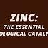 Zinc The Essential Biological Catalyst