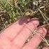 How Many Snakes Can I Find In A Day