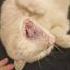 Тигрёнок марсик тигр котики кошки приколы шутки смешнойкот Catlover Cats котэ рыжийкот