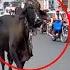Most Funny Scenes Of Qurbani Animals Funny Pakistani With Qurbani Animals