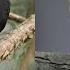 Nightingale And Blackbird Birds Call Song Sound Birds