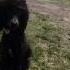 Teddy 11 Sire To 21 Puppies With AKiva Poodlestagram Standardpoodles Standardpoodle