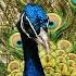 Forest Birds Ringtone Beautiful Peacock Nature Of Birds