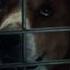 Pedigree S Pick Me Video Shows That Humans And Dogs Need Each Other