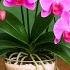 Sprinkle On Orchids Suddenly 100 Roots Will Appear And Bloom All 4 Seasons
