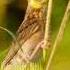 Audio Master Suara Ocehan Burung MANYAR Untuk Masteran Durasi Panjang