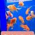 Fancy Gold Fish Shorts Trending Fish Aquarium