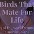 TRUE LOVE BIRDS BETTER THAN HUMANS Species Birds Lovebirds World Worldlove