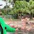Florida Flamingos Zoo Miami Adventure