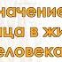 Антон Кузнецов Значение Грахи Сурья планеты Силы Солнца в жизни человека школаведаврата