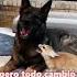 Fennec Fox And Dog Become Good Friends Animals Friendship Us
