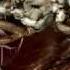 Death By Tsetse Fly