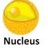 The Cell Song Learn The Parts Of Cells By Singing Along With Mr W