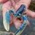Baby Blue Lobster Jumpscare