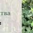 ТАТОВА МОЛИТВА Inna Mitsyura