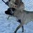 DUMAN Kangal Anadoluaslanı Animals Kangaldog