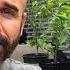 Growing Citrus Trees From Seed 26 Months