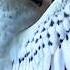 Huge White Snow Owl Shorts Owl Snowowl