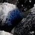 10 C 6 Little Puppies Were Blanketed In White Snow Crying Out For Their Mother In Vain