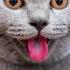 Кошка зовет кота Звук для котика Слушать мяуканье кошки Animals Sound Cats
