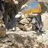 The Mountains The Last Bastion Hussein S Family S Migration And Encounter With The Wild Caveman